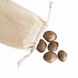 Tactile Shells with Activity Guide