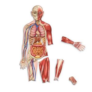 Doublesided Magnetic Human Body