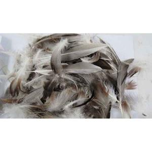 Shamrock Duck Feathers Natural Assorted 