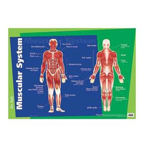 Muscular System Chart 