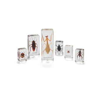 Mini Beasts Set of Insects & Spiders