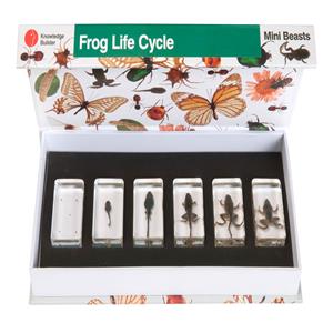 Mini Beasts Life Cycle Frog