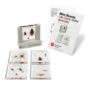 Mini Beasts Life Cycles Sliders Animals